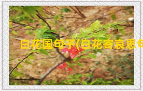 白花国句子(白花寄哀思句子)